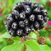 Sådan plantes Acanthopanax senticosus