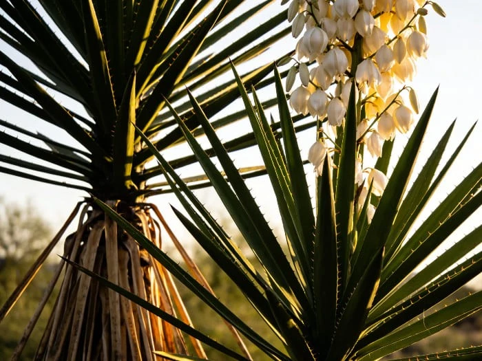 Yucca Extract Yucca Extract